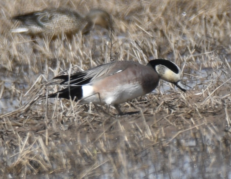 American Wigeon - ML310944691