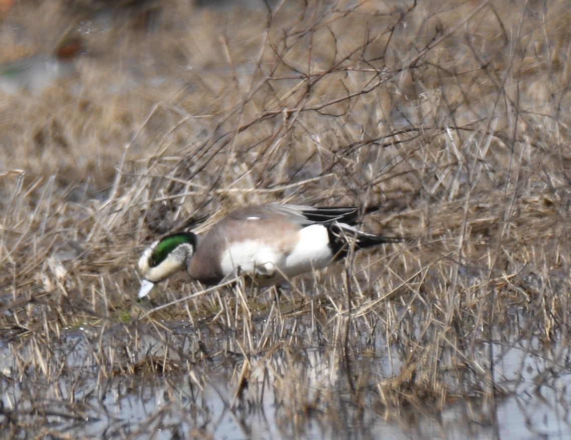 American Wigeon - ML310944701