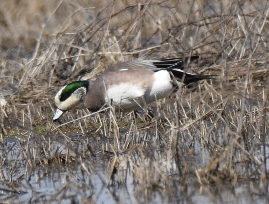 American Wigeon - ML310944721