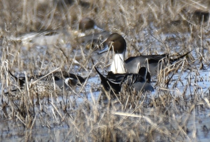 Шовтгор алаг нугас - ML310945141