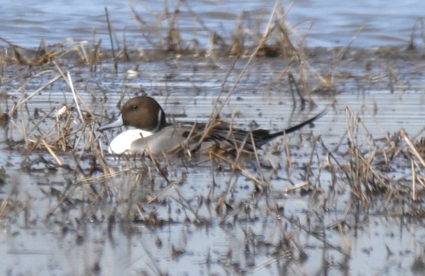Шовтгор алаг нугас - ML310945151