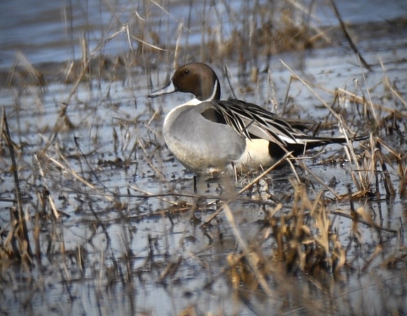 Шовтгор алаг нугас - ML310945171