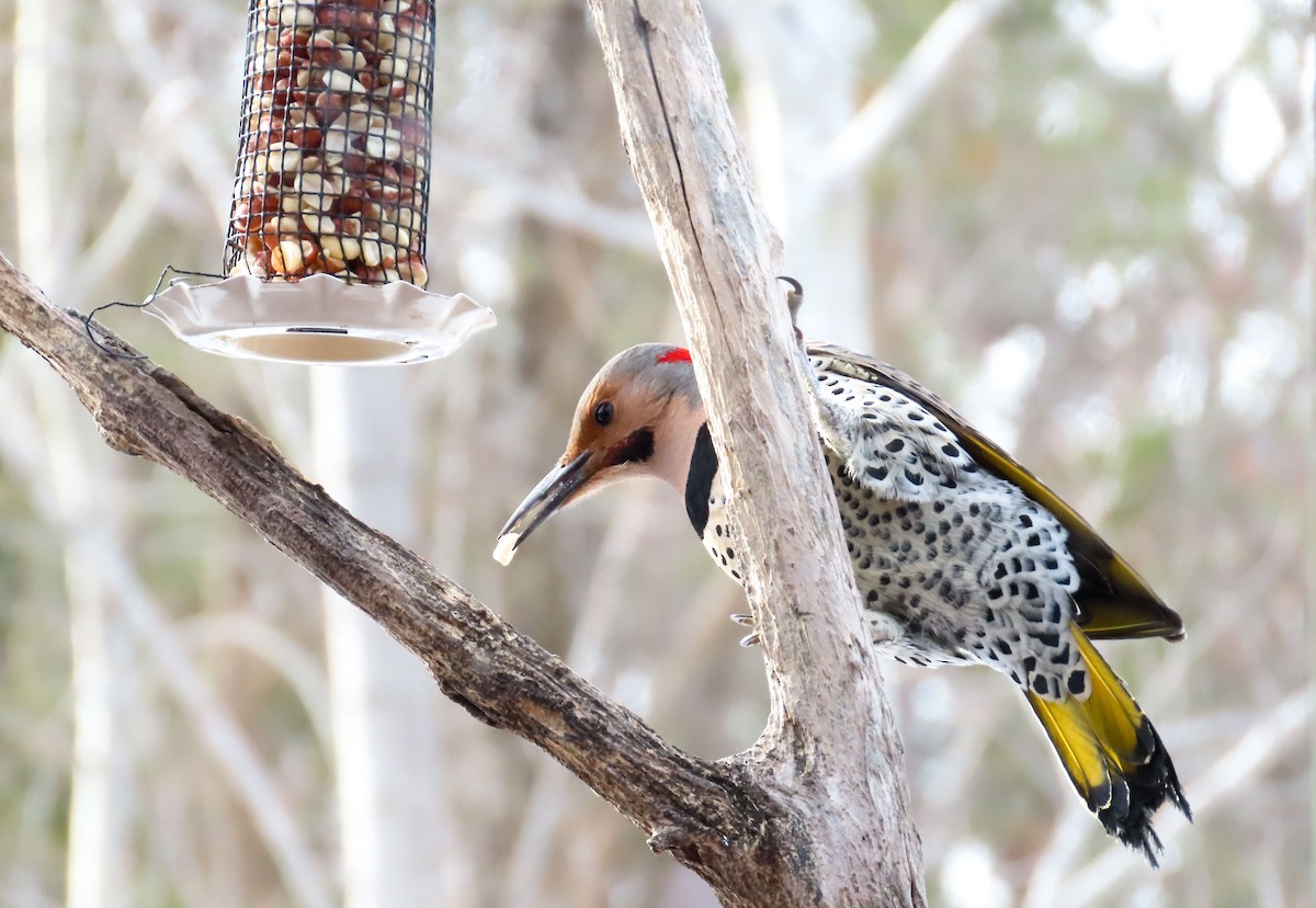 Northern Flicker - ML310945391