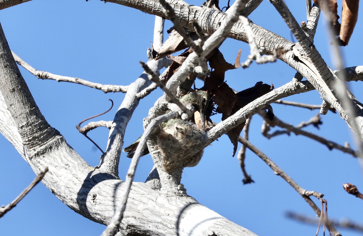 Anna's Hummingbird - ML310945411