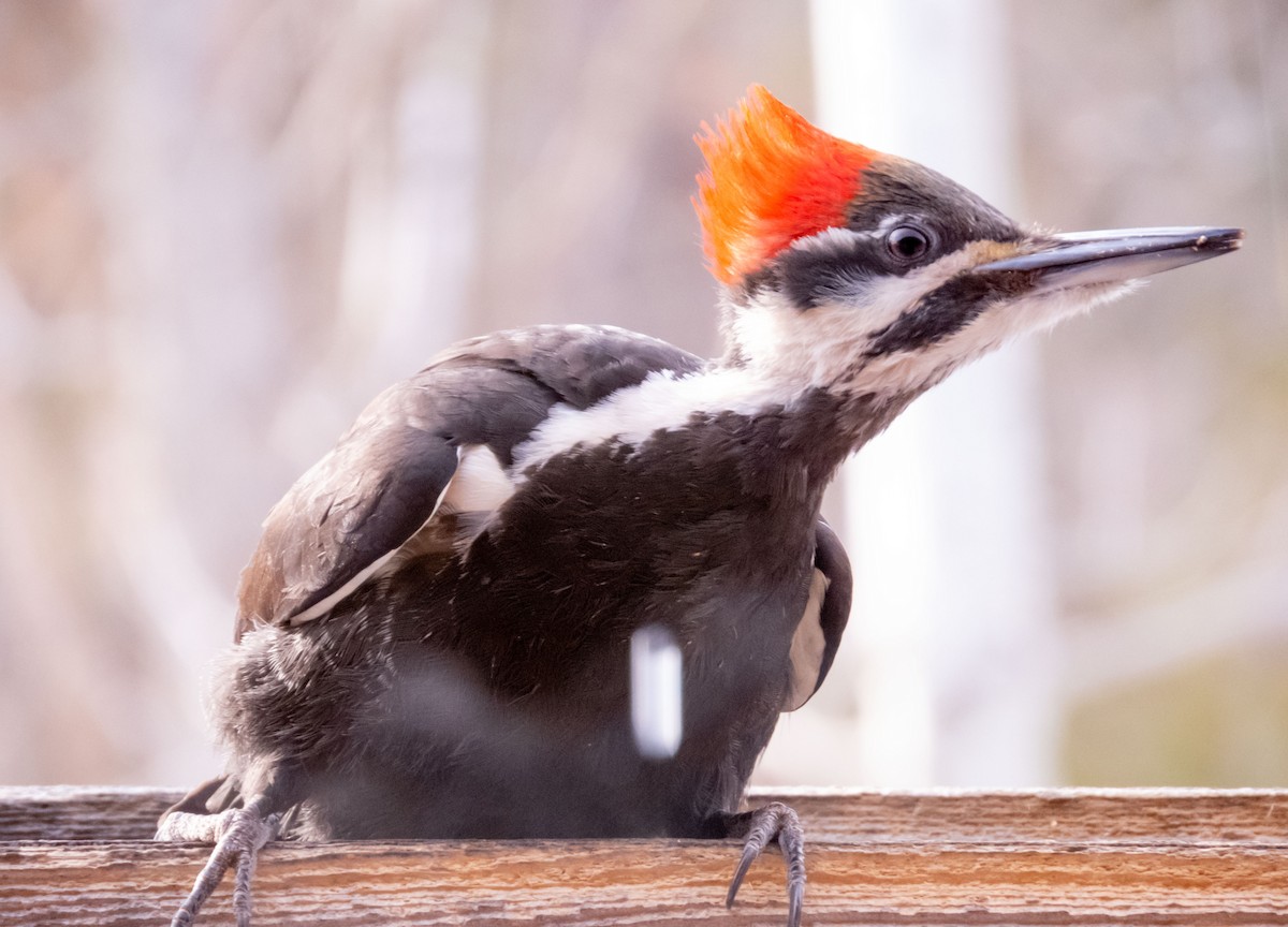 Pileated Woodpecker - ML310945511