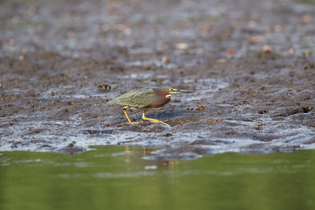 Green Heron - MARN DEB