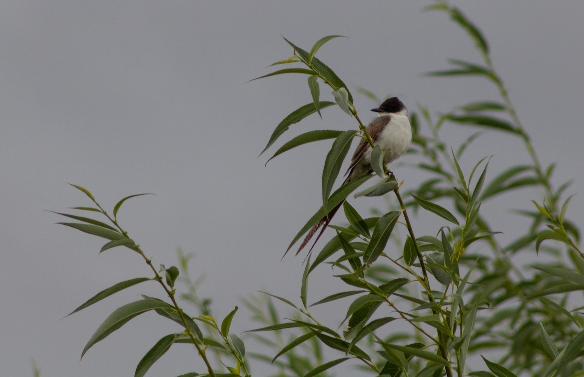 Fork-tailed Flycatcher - Sebastián Saiter Villagrán