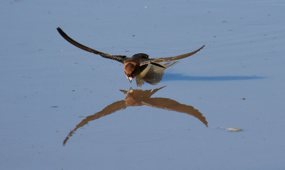 Golondrina Cabecicastaña - ML310948481