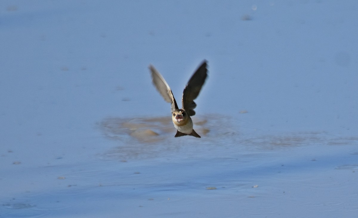 Golondrina Cabecicastaña - ML310948491