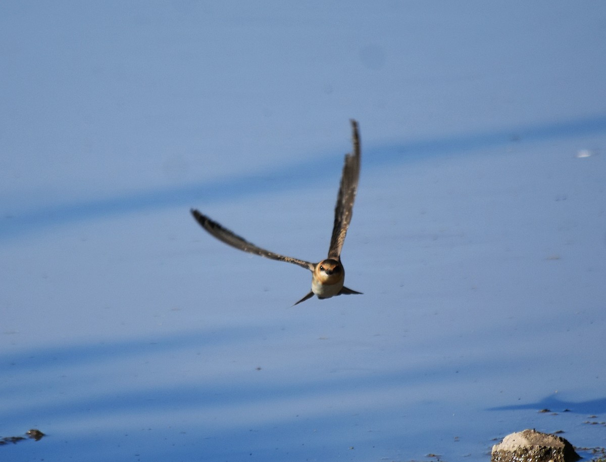 Golondrina Cabecicastaña - ML310948641