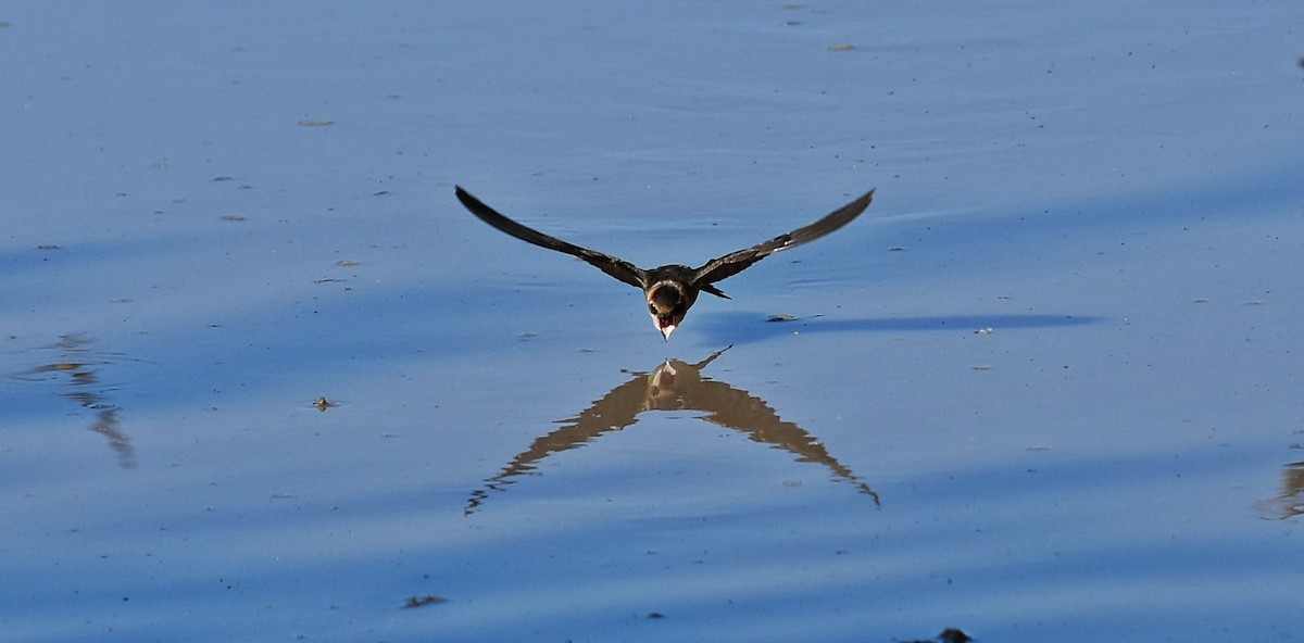 Golondrina Cabecicastaña - ML310948741