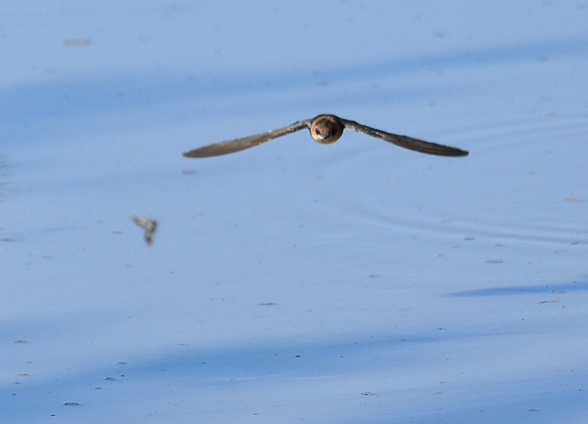 Golondrina Cabecicastaña - ML310948751