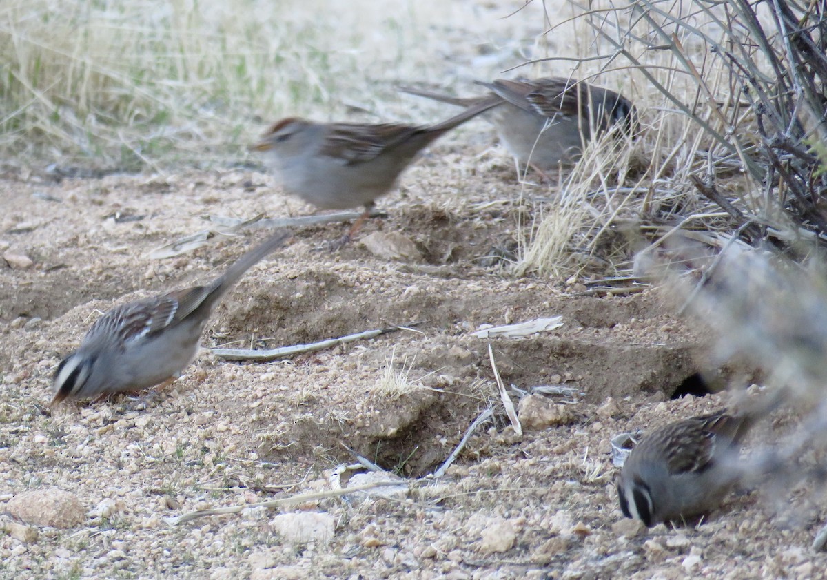 White-crowned Sparrow (Gambel's) - ML310950891