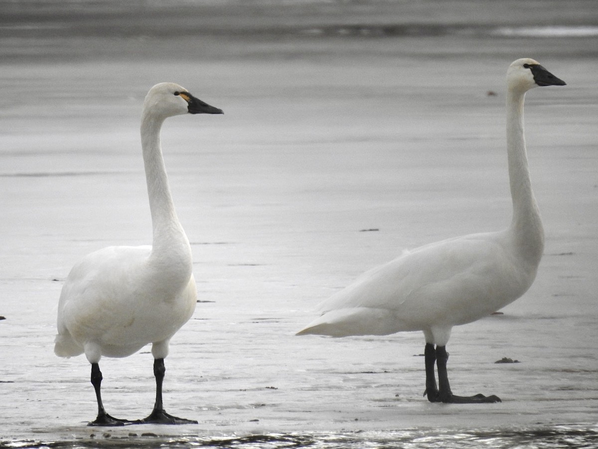 Tundra Swan - Sean Mueseler