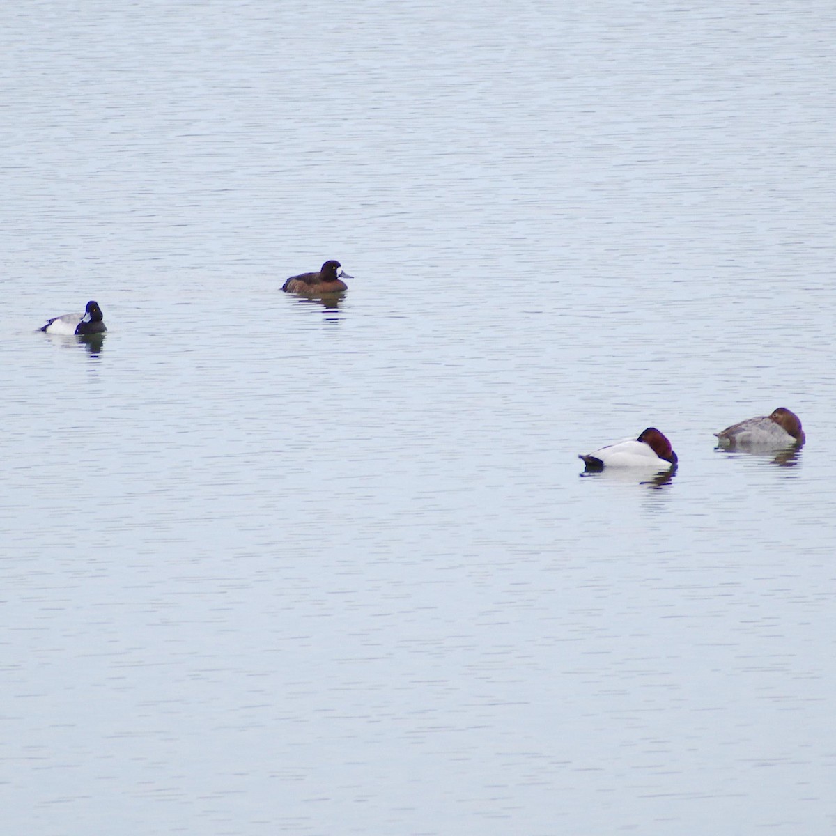 Greater Scaup - Randall Nett