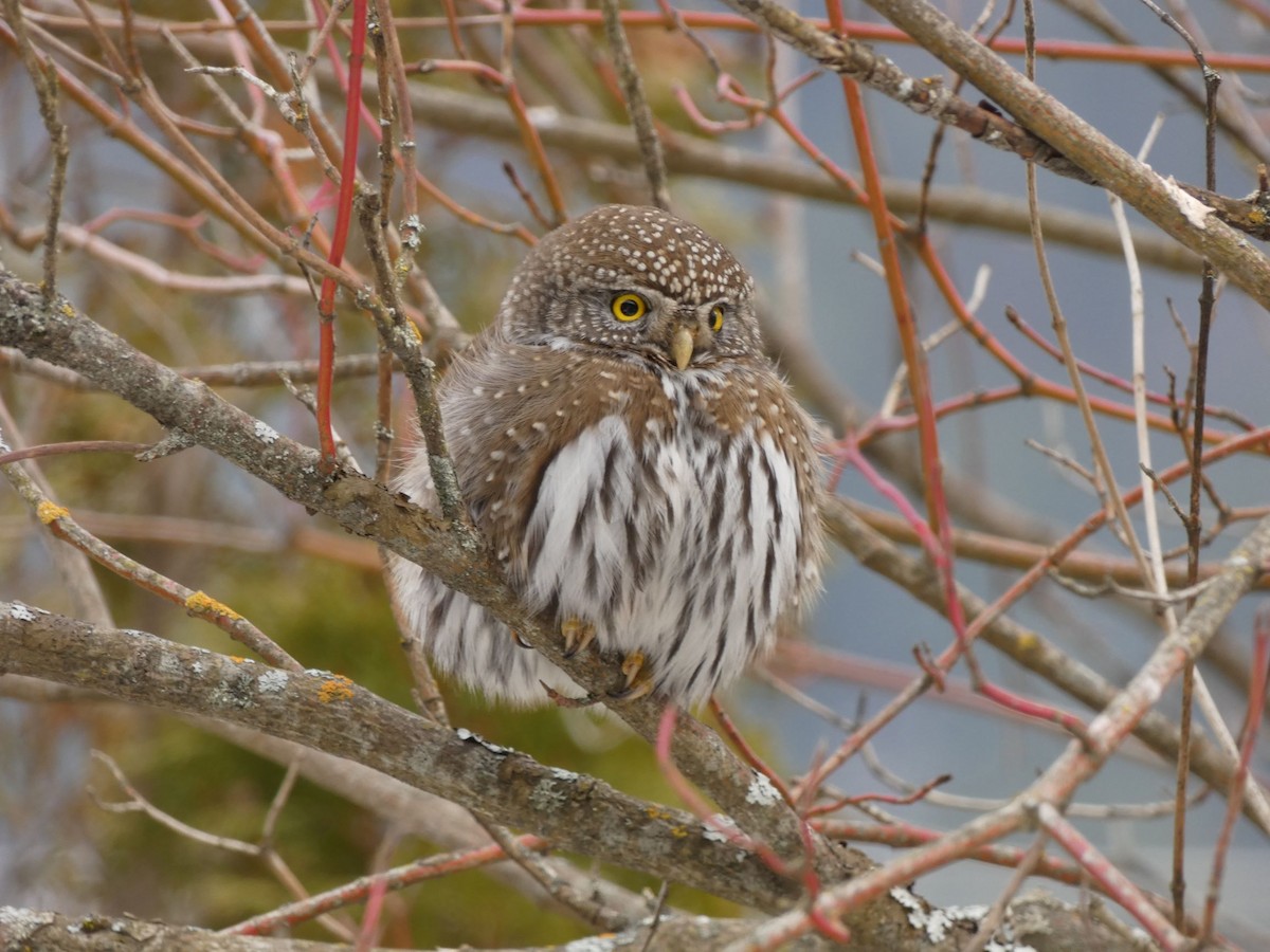 Northern Pygmy-Owl - Janice Arndt
