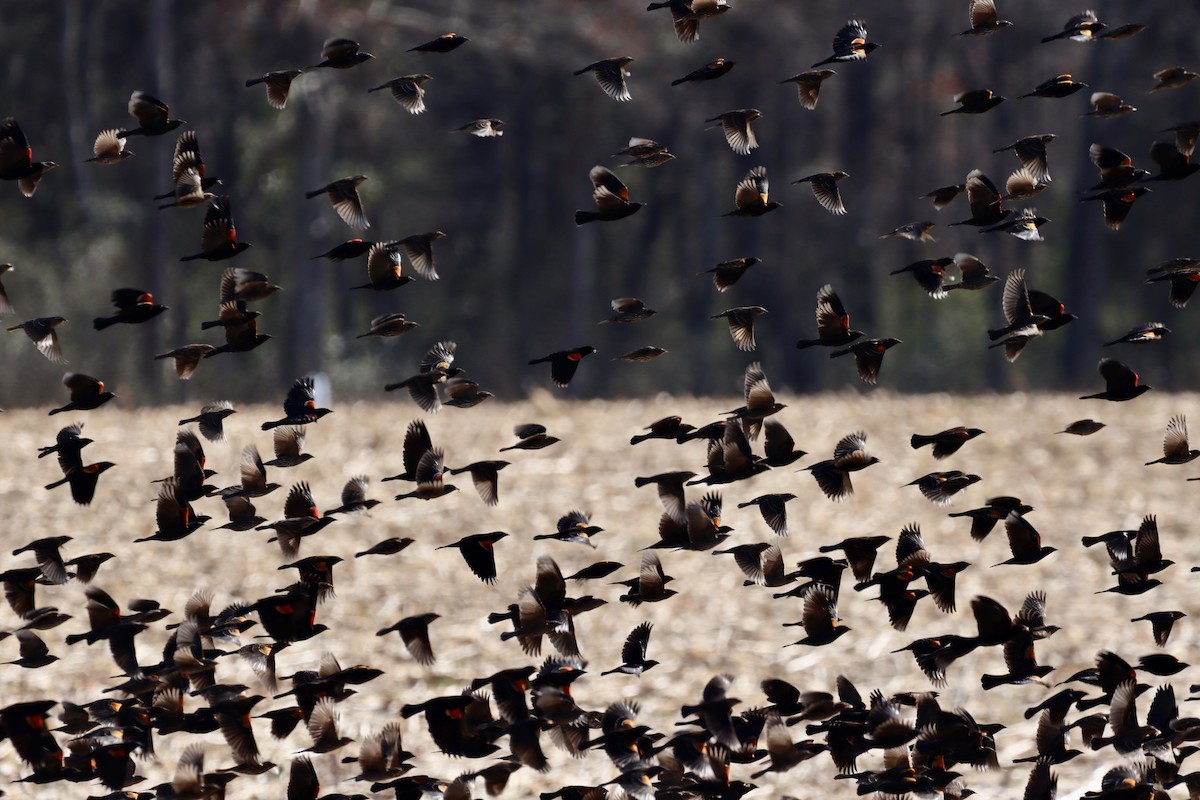 Red-winged Blackbird - ML310953191