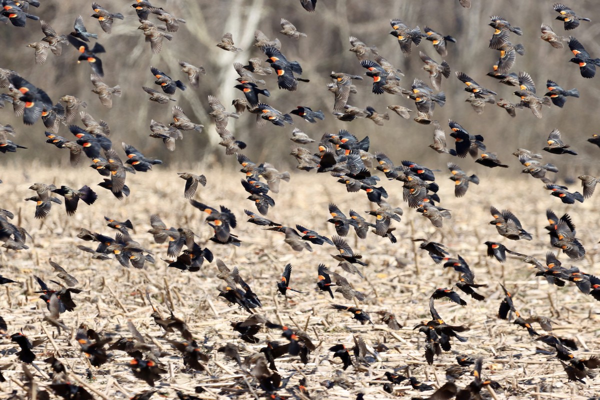 Red-winged Blackbird - ML310953291