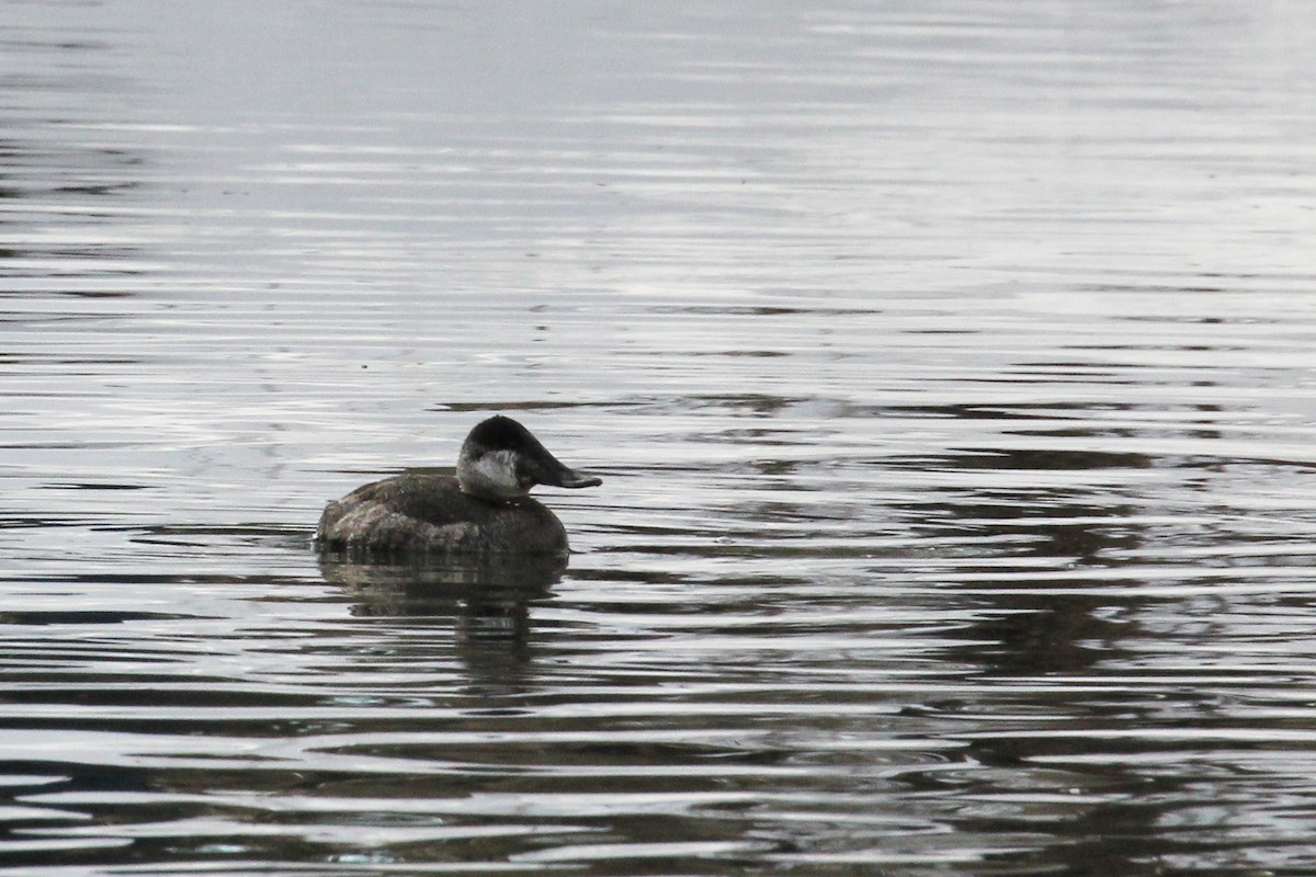 Ruddy Duck - ML310955891