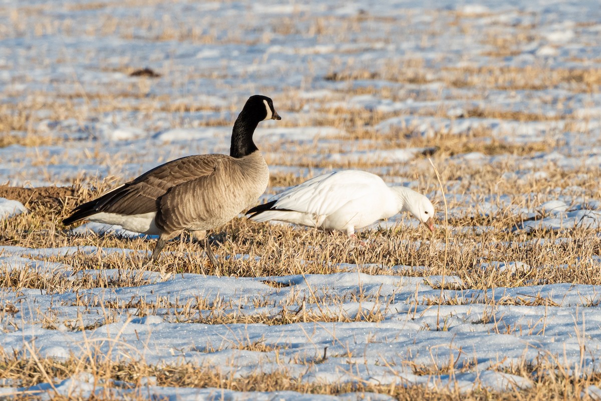 Ross's Goose - ML310956431