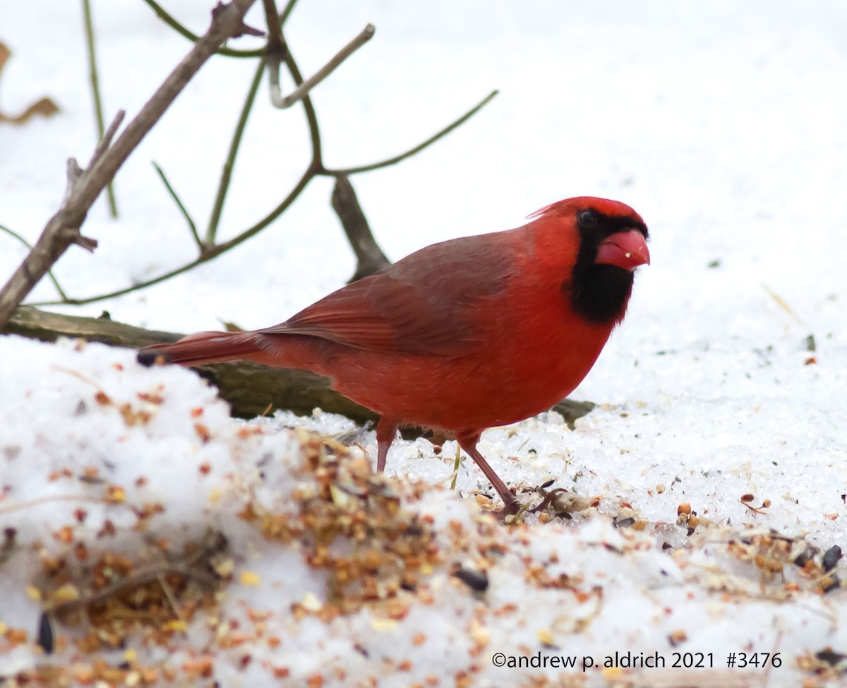 Cardinal rouge - ML310958211