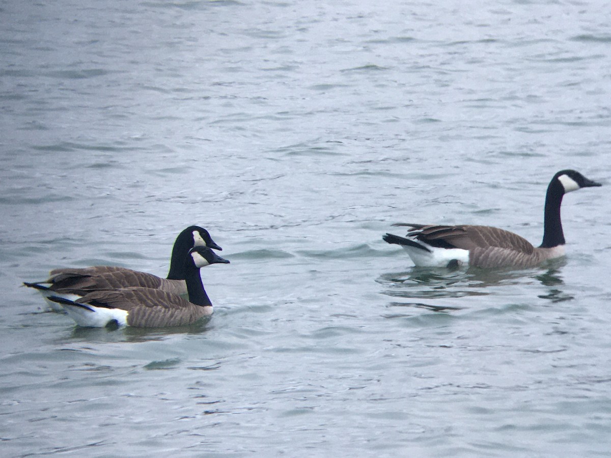 Canada Goose - ML310959261