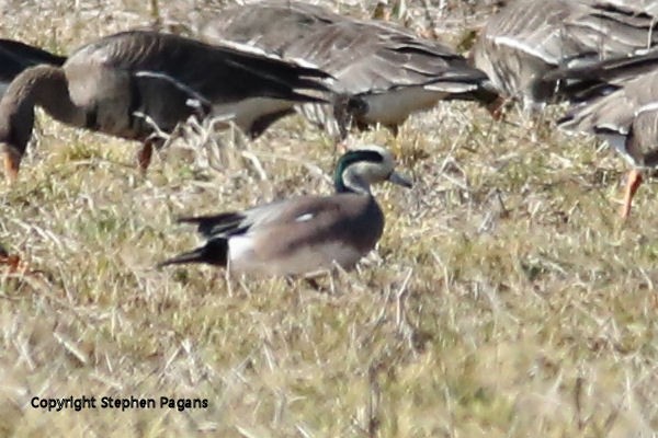 American Wigeon - ML310960511