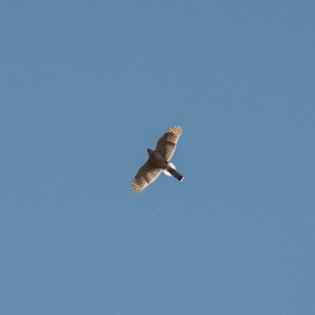 Cooper's Hawk - ML310961161