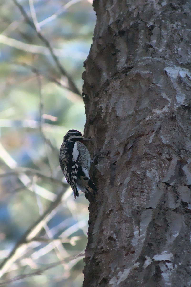 Yellow-bellied Sapsucker - ML310961201