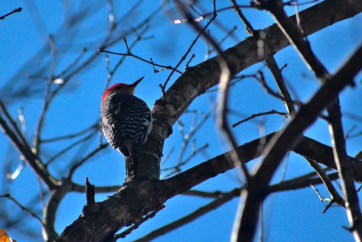Red-bellied Woodpecker - ML310961361