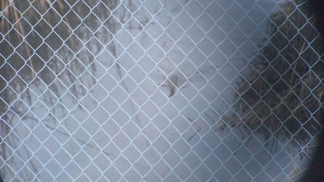 Alkışçı Sukılavuzu (crepitans/waynei) - ML310962351