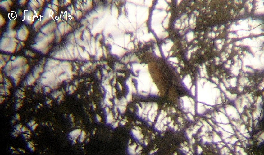 Red-shouldered Hawk - ML31096451