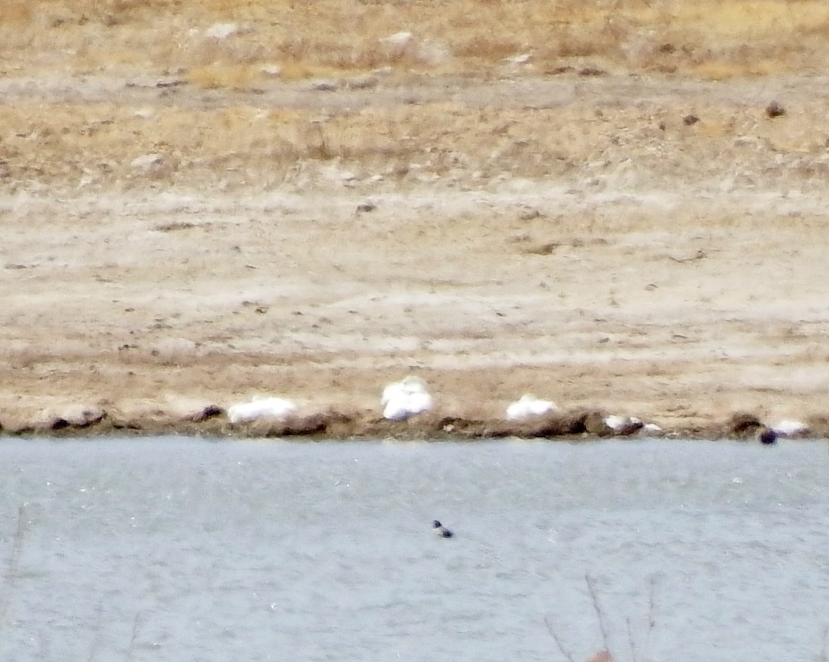 Tundra Swan - ML310965051