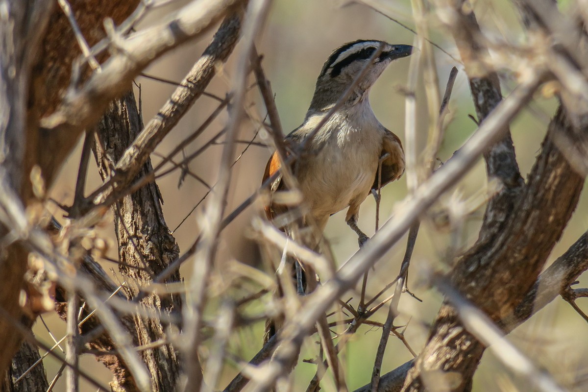 Black-crowned Tchagra - ML310965101