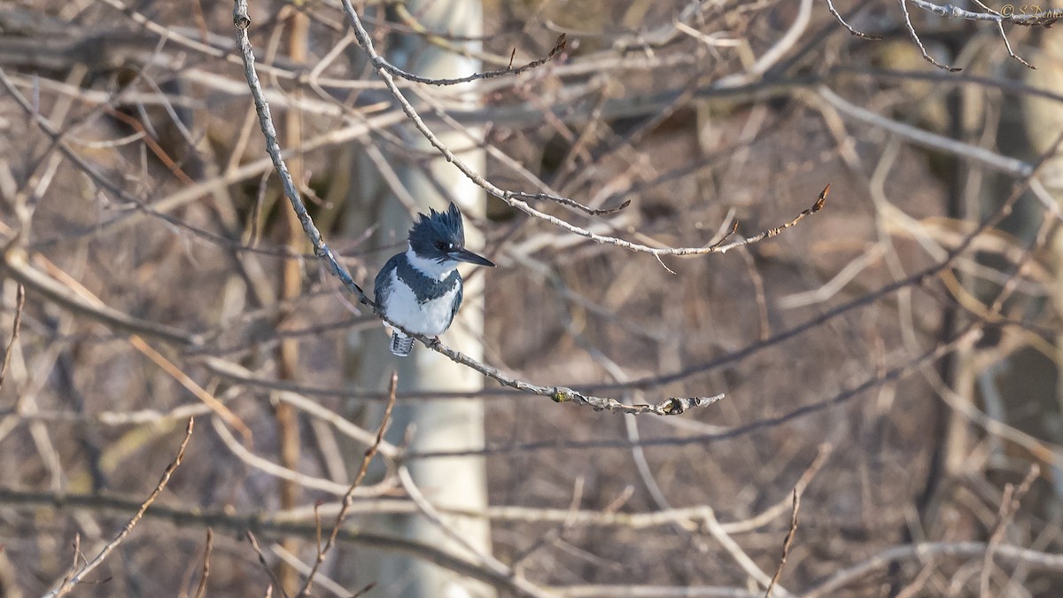 Belted Kingfisher - P & S Demir