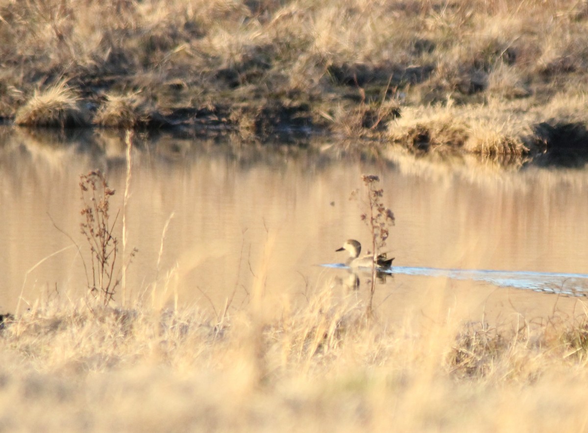 Gadwall - ML310966911