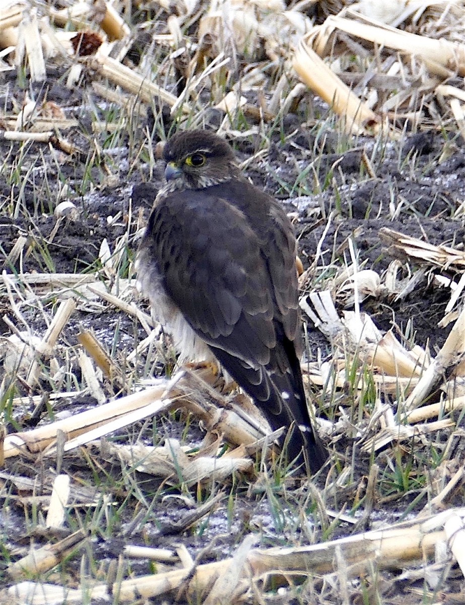 dřemlík tundrový (ssp. suckleyi) - ML310967421