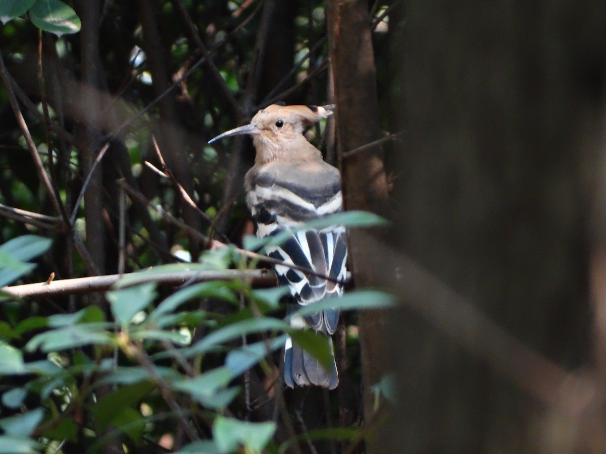 Common Hoopoe - ML310968041