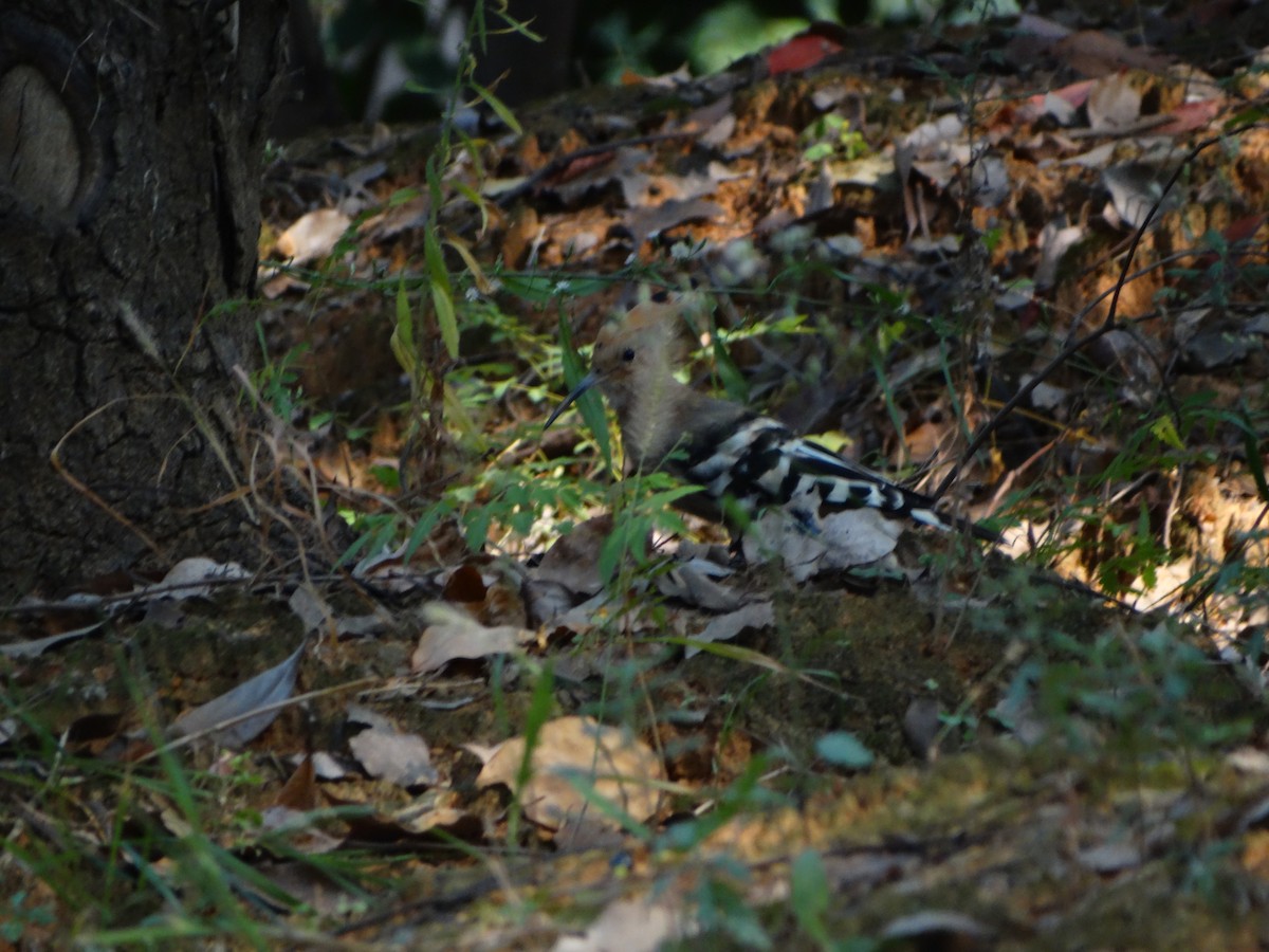 Common Hoopoe - ML310968101