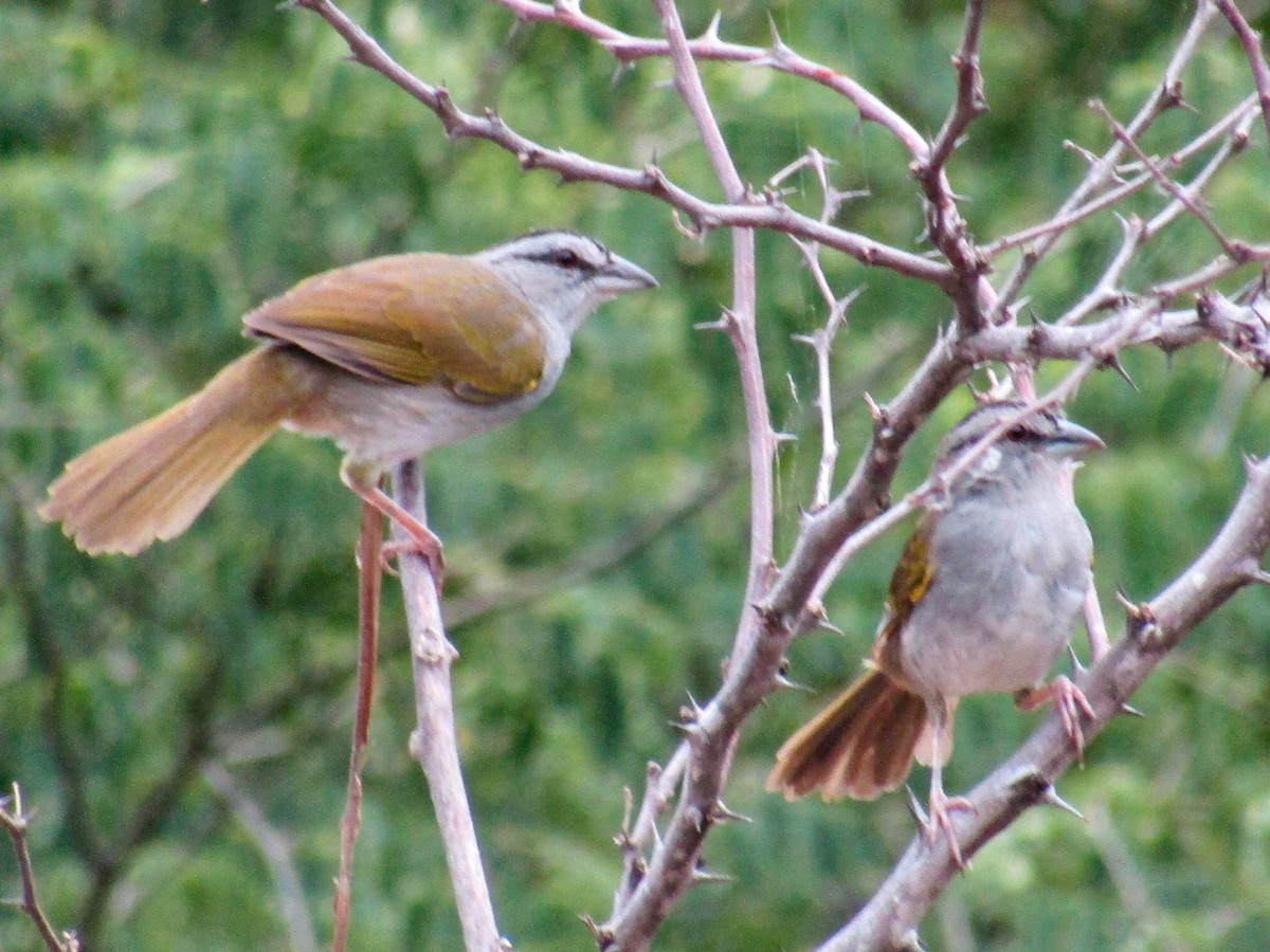 Black-striped Sparrow - ML310968611