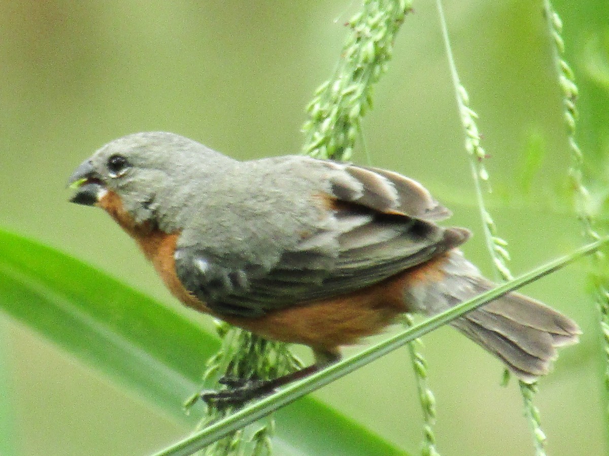 Ruddy-breasted Seedeater - ML310968661
