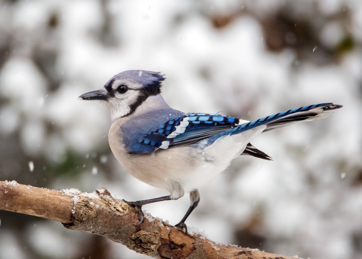 Blue Jay - ML310969331