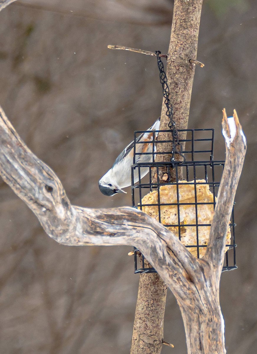 White-breasted Nuthatch - ML310970801