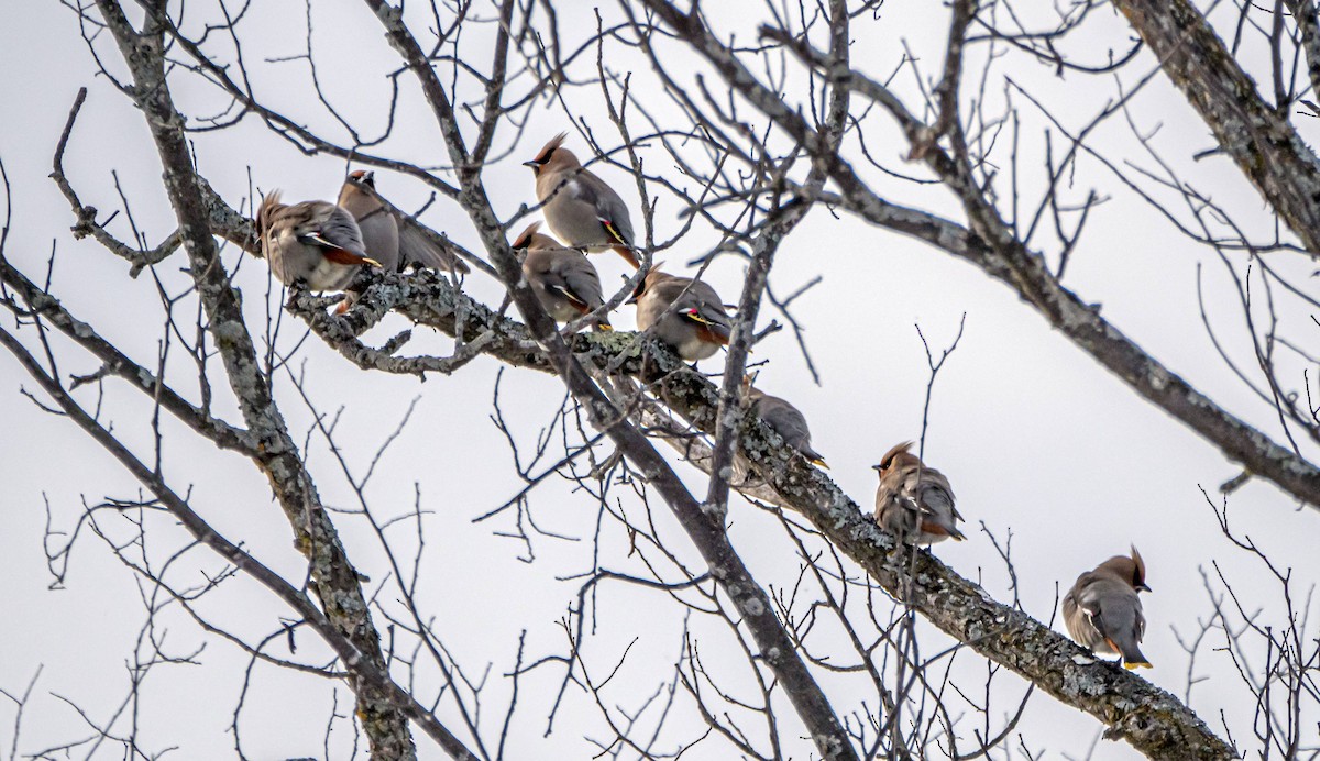 Bohemian Waxwing - ML310970821