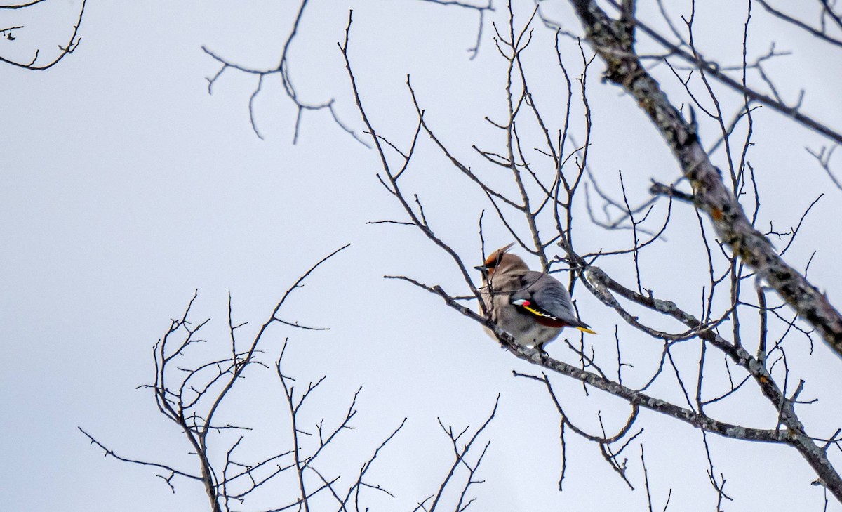 Bohemian Waxwing - ML310970831