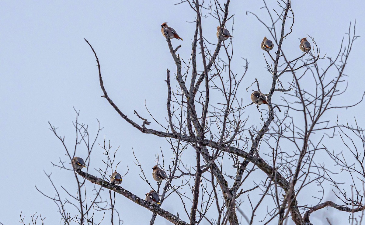 Bohemian Waxwing - Matt M.