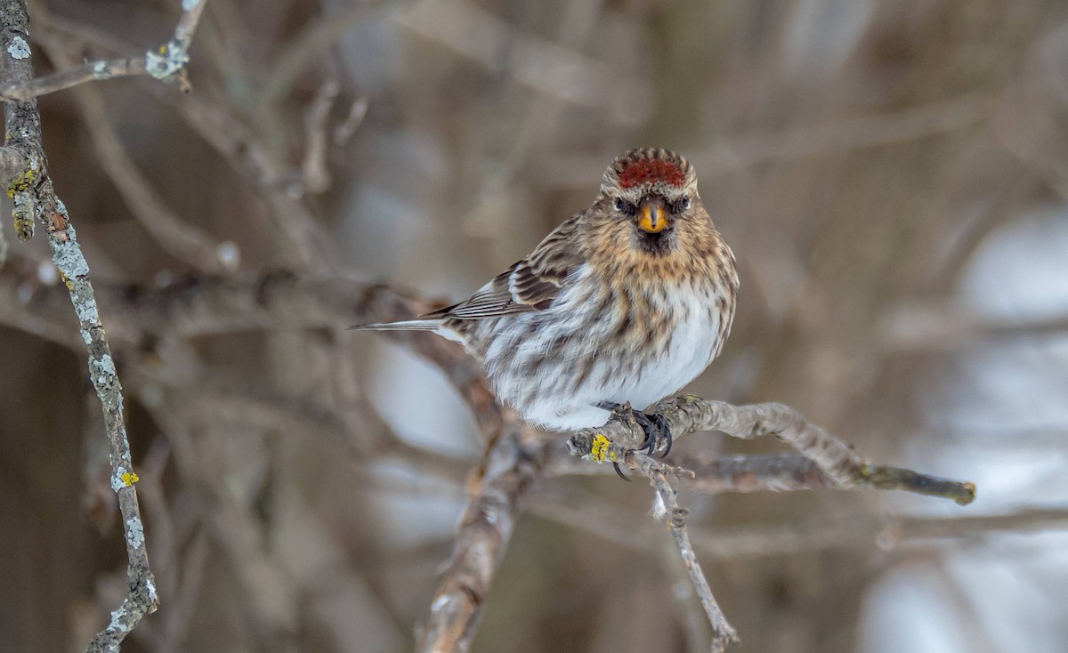 Common Redpoll - ML310970941