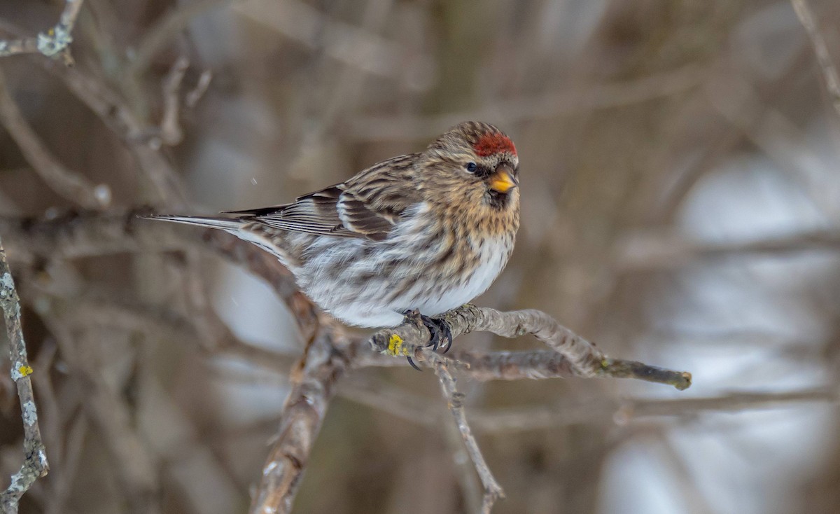 Common Redpoll - ML310970951