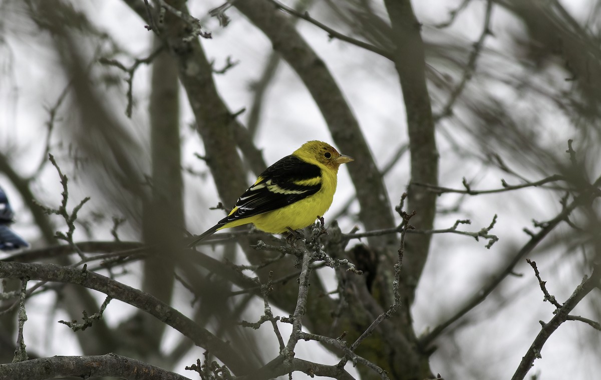 Western Tanager - ML310971331