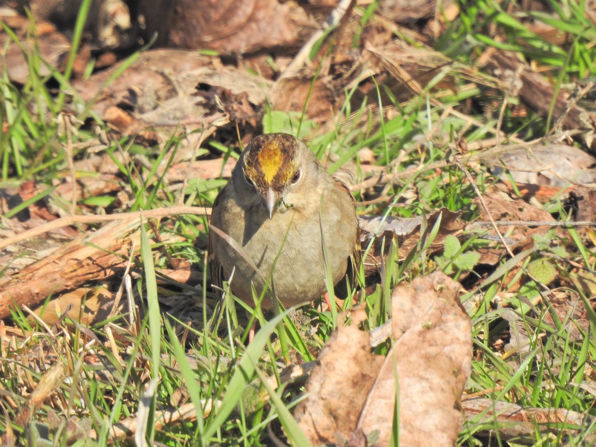 Golden-crowned Sparrow - ML310971341